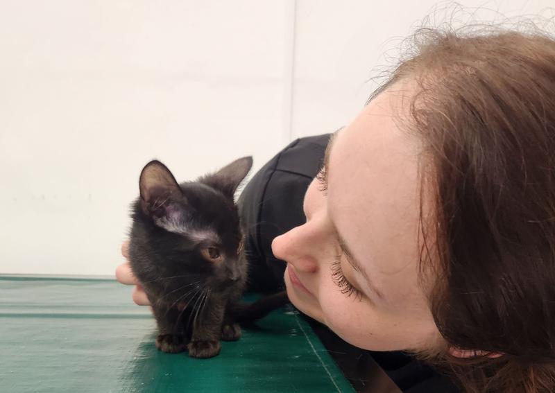 Carousel Slide 3: Kitten Veterinary Care, Madison WI