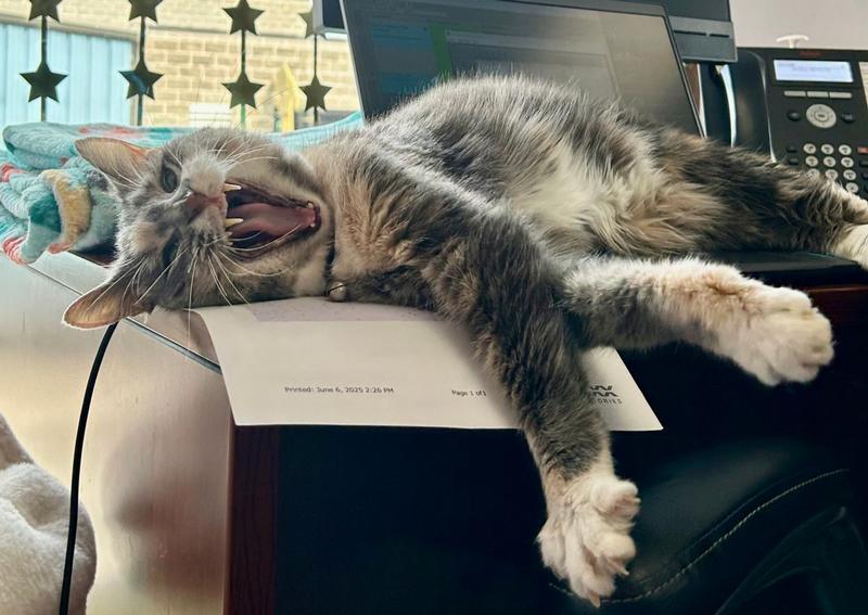 Carousel Slide 18: Clinic cat Lucky taking a snooze!