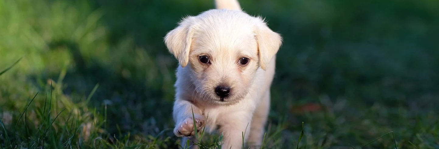 Madison veterinarians